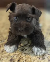 Chocolate girl , a female Miniature Schnauzer for sale in Fayetteville, NC – 5 of 9