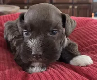 Chocolate girl 2, a female Miniature Schnauzer for sale in Fayetteville, NC – Photo 6 of 8