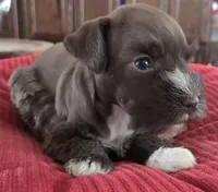 Chocolate girl 2, a female Miniature Schnauzer for sale in Fayetteville, NC – Photo 8 of 8