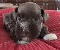 Chocolate girl 2, a female Miniature Schnauzer for sale in Fayetteville, NC – Photo 7 of 8