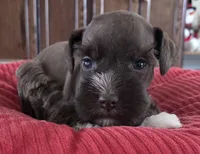 Chocolate girl 2, a female Miniature Schnauzer for sale in Fayetteville, NC – Photo 2 of 8