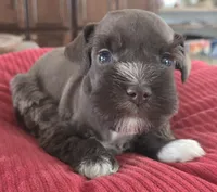 Chocolate girl 2, a female Miniature Schnauzer for sale in Fayetteville, NC – Photo 4 of 8