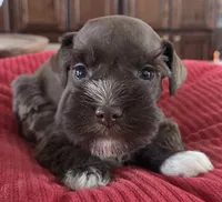 Chocolate girl 2, a female Miniature Schnauzer for sale in Fayetteville, NC – Photo 3 of 8