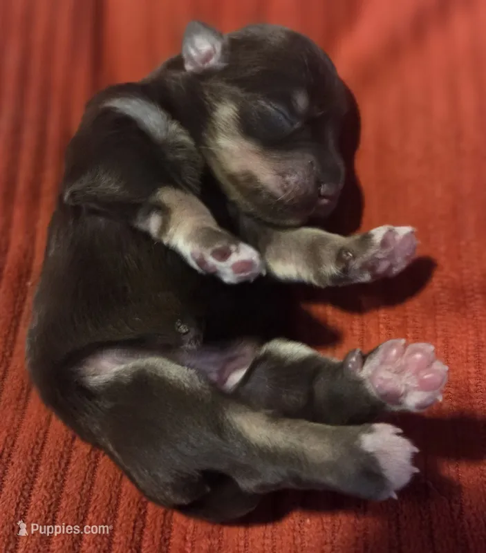 Liver&Tan Girl 1 – Miniature Schnauzer puppy for sale in Fayetteville, NC