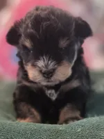 Black and Tan Boy Blue eyes , a male Miniature Schnauzer for sale in Fayetteville, NC – 2 of 9