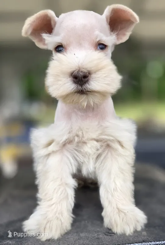 White Girl Chocolate nose 1 blue eye – Miniature Schnauzer puppy for sale in Fayetteville, NC