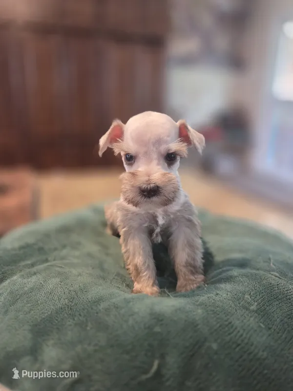 Chocolate pepper parti Boy  – Miniature Schnauzer puppy for sale in Fayetteville, NC