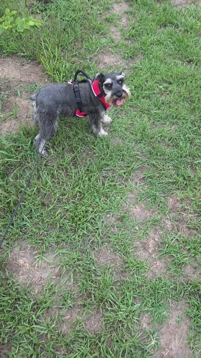 Pepita, a female Miniature Schnauzer for sale in Fayetteville, NC – 10 of 10