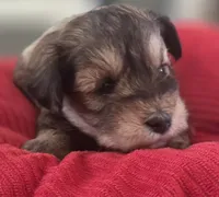 Rosie's girl Liver Pepper , a female Miniature Schnauzer for sale in Fayetteville, NC – 4 of 7