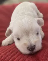 Little White Girl , a female Miniature Schnauzer for sale in Fayetteville, NC – 4 of 10