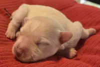White Girl, a female Miniature Schnauzer for sale in Fayetteville, NC – 3 of 4