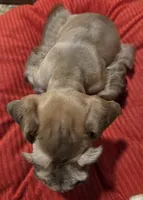 Rosie's girl Red/Sable Pepper , a female Miniature Schnauzer for sale in Fayetteville, NC – 9 of 9