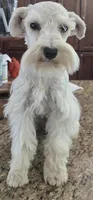 CIELO, a female Miniature Schnauzer for sale in Fayetteville, NC – 8 of 8