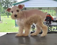 Discounts available to motivated buyers , a male Miniature Schnauzer for sale in Fayetteville, NC – 9 of 9