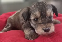 Rosie's girl Liver Pepper , a female Miniature Schnauzer for sale in Fayetteville, NC – 3 of 7
