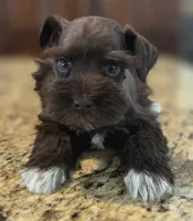 Chocolate girl , a female Miniature Schnauzer for sale in Fayetteville, NC – 6 of 9