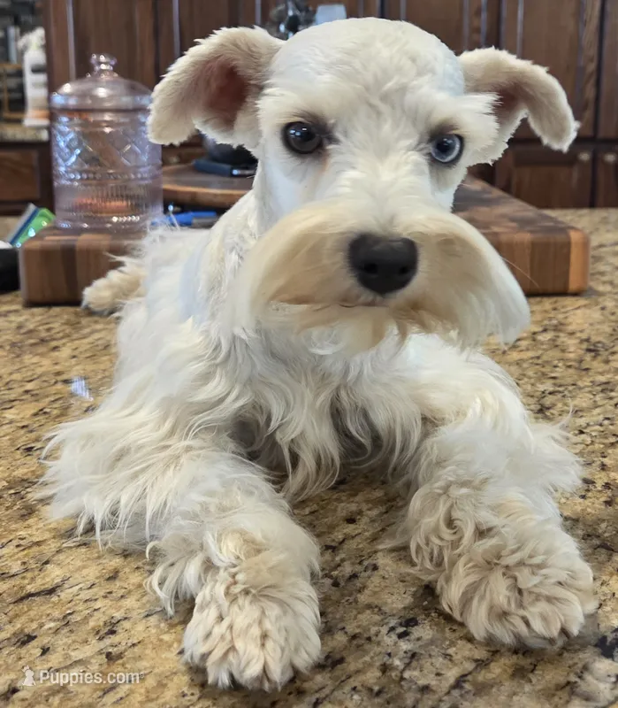 CIELO – Miniature Schnauzer puppy for sale in Fayetteville, NC