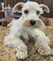 CIELO, a female Miniature Schnauzer for sale in Fayetteville, NC – 1 of 10