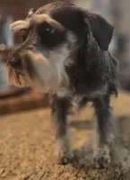 Pepita, a female Miniature Schnauzer for sale in Fayetteville, NC – 4 of 10