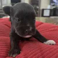 Chocolate girl , a female Miniature Schnauzer for sale in Fayetteville, NC – 10 of 10
