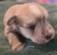 Chocolate pepper parti Boy , a male Miniature Schnauzer for sale in Fayetteville, NC – 7 of 9