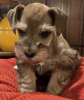 Rosie's girl Red/Sable Pepper , a female Miniature Schnauzer for sale in Fayetteville, NC – 6 of 9