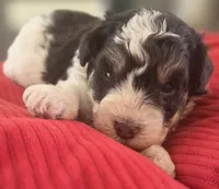 Rosie's Boy  BP, a male Miniature Schnauzer for sale in Fayetteville, NC – 4 of 10