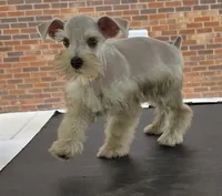 Discounts available to motivated buyers , a male Miniature Schnauzer for sale in Fayetteville, NC – 4 of 9