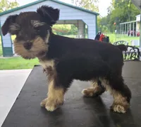 Chocolate & Tan girl , a female Miniature Schnauzer for sale in Fayetteville, NC – 4 of 10