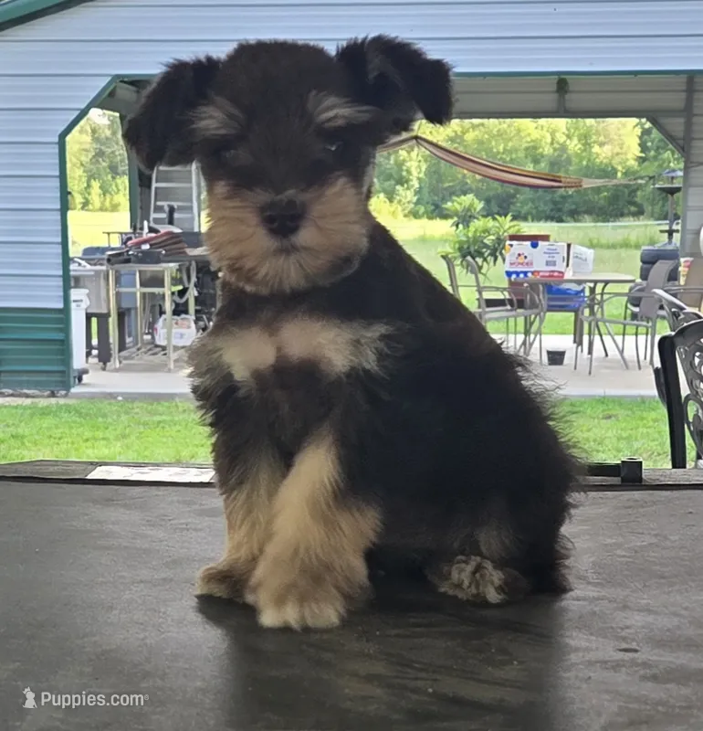 Chocolate & Tan girl  – Miniature Schnauzer puppy for sale in Fayetteville, NC
