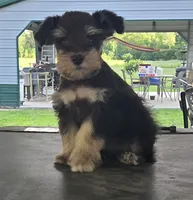 Chocolate & Tan girl , a female Miniature Schnauzer for sale in Fayetteville, NC – 1 of 10