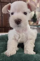 White boy brown nose blue eyes , a male Miniature Schnauzer for sale in Fayetteville, NC – Photo 3 of 10