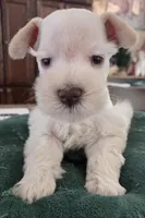 White boy brown nose blue eyes , a male Miniature Schnauzer for sale in Fayetteville, NC – Photo 4 of 10