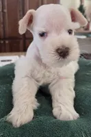 White boy brown nose blue eyes , a male Miniature Schnauzer for sale in Fayetteville, NC – Photo 5 of 10