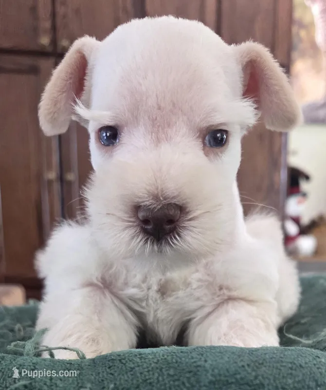 White boy brown nose blue eyes  – Miniature Schnauzer puppy for sale in Fayetteville, NC
