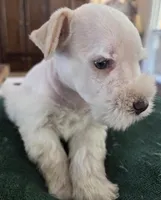 White boy brown nose blue eyes , a male Miniature Schnauzer for sale in Fayetteville, NC – Photo 10 of 10