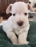 White boy brown nose blue eyes , a male Miniature Schnauzer for sale in Fayetteville, NC – Photo 7 of 10