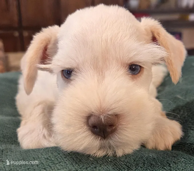 White boy brown nose blue eyes  – Miniature Schnauzer puppy for sale in Fayetteville, NC