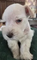 White boy brown nose blue eyes , a male Miniature Schnauzer for sale in Fayetteville, NC – Photo 9 of 10