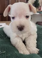 White boy brown nose blue eyes , a male Miniature Schnauzer for sale in Fayetteville, NC – Photo 6 of 10