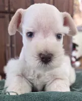 White boy brown nose blue eyes , a male Miniature Schnauzer for sale in Fayetteville, NC – Photo 2 of 10