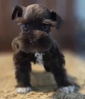 Chocolate girl , a female Miniature Schnauzer for sale in Fayetteville, NC – 7 of 9