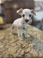 Cream boy , a male Miniature Schnauzer for sale in Fayetteville, NC – 4 of 4