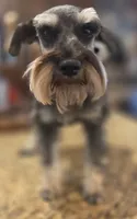 Pepita, a female Miniature Schnauzer for sale in Fayetteville, NC – 3 of 10