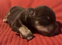 Liver&Tan Girl 1, a female Miniature Schnauzer for sale in Fayetteville, NC – 2 of 2