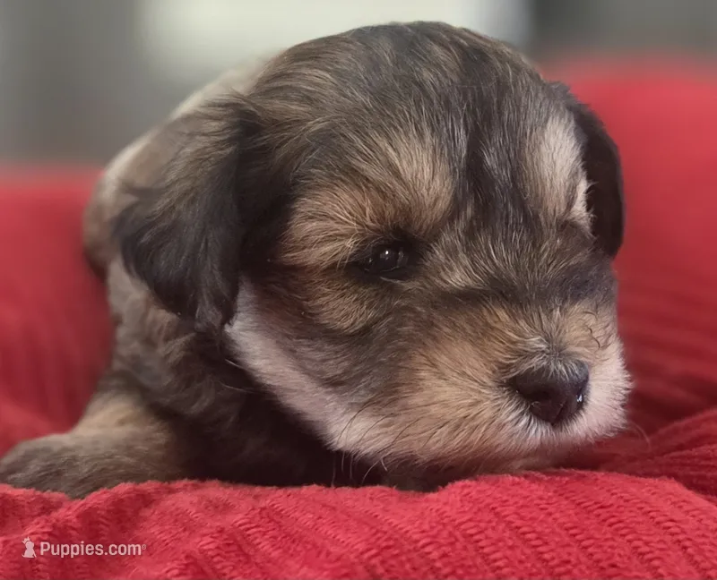 Rosie's girl Liver Pepper  – Miniature Schnauzer puppy for sale in Fayetteville, NC