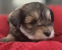 Rosie's girl Liver Pepper , a female Miniature Schnauzer for sale in Fayetteville, NC – 1 of 7