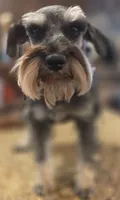 Pepita, a female Miniature Schnauzer for sale in Fayetteville, NC – 5 of 10