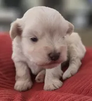 Little White Girl , a female Miniature Schnauzer for sale in Fayetteville, NC – 3 of 10