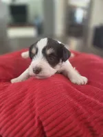 Rosie's Boy LP, a male Miniature Schnauzer for sale in Fayetteville, NC – 6 of 7